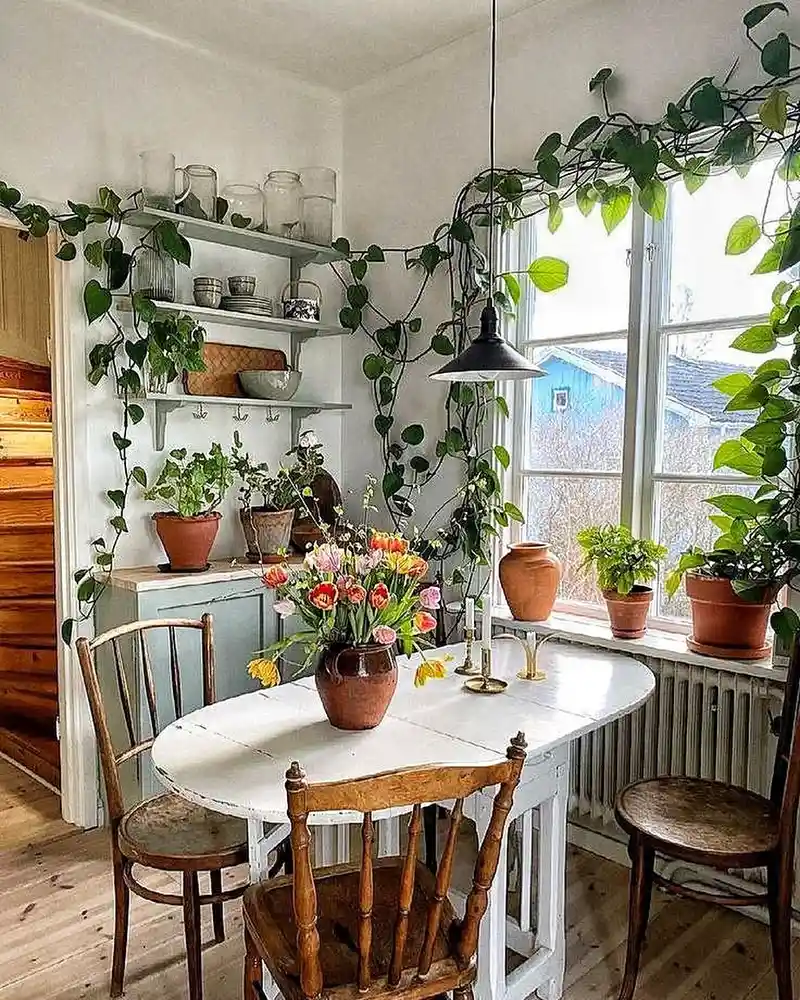 Kitchen window framed by a trailing green vine with terracotta pots along the sill