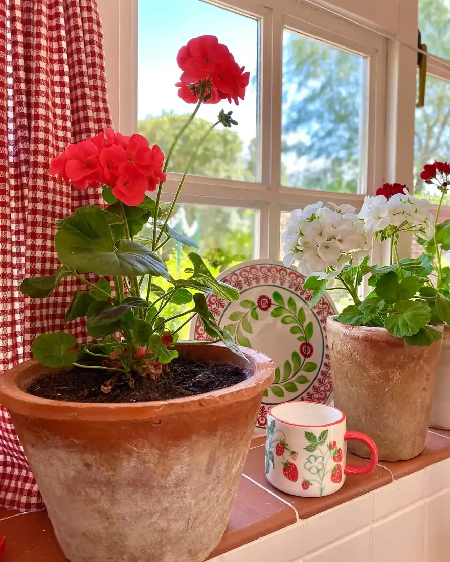 Kitchen window with red gingham curtain, red geraniums in terracotta pots, and strawberry mug
