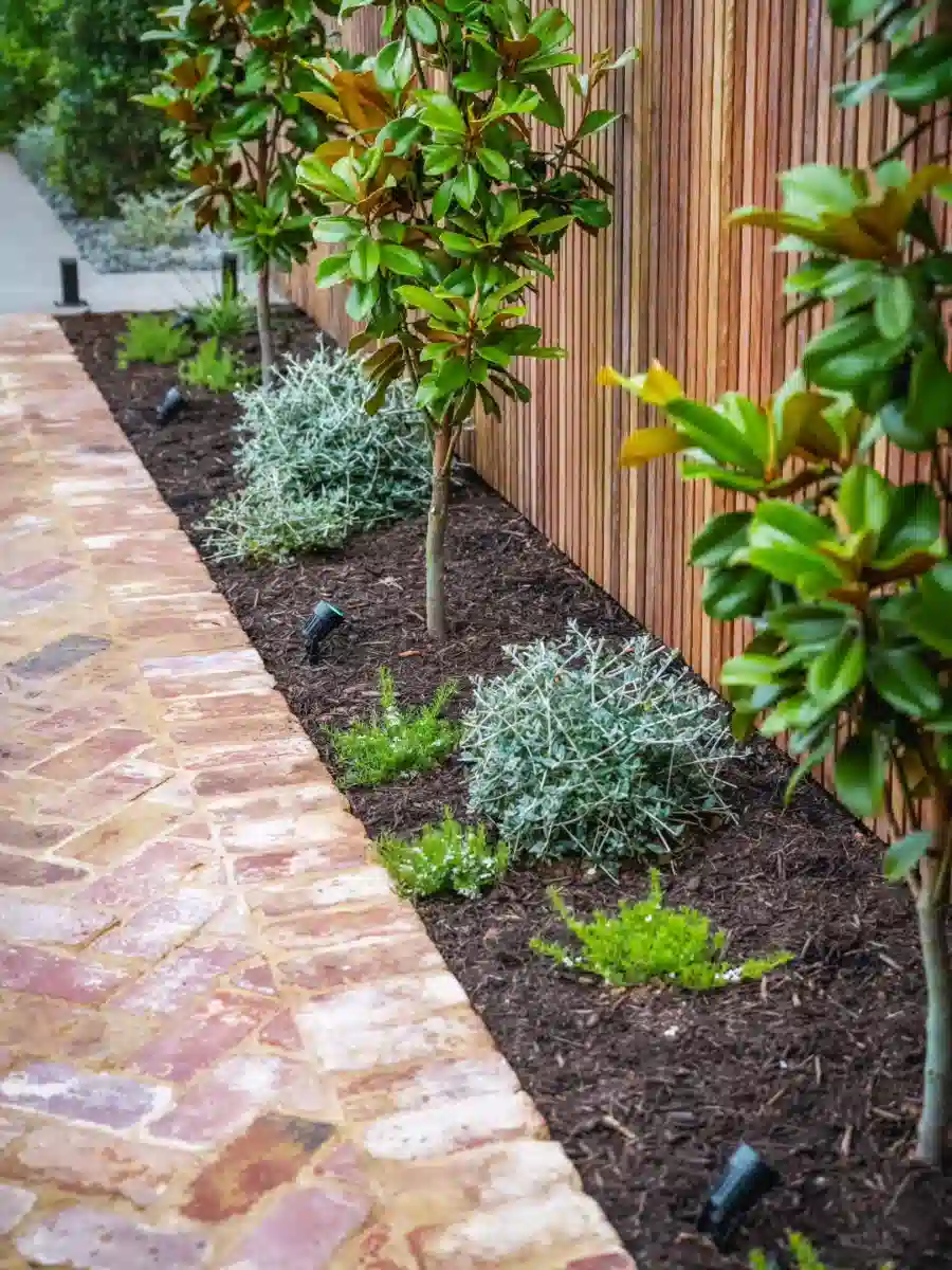 Small green shrubs planted in dark mulch beside a paved walkway and wooden fence.