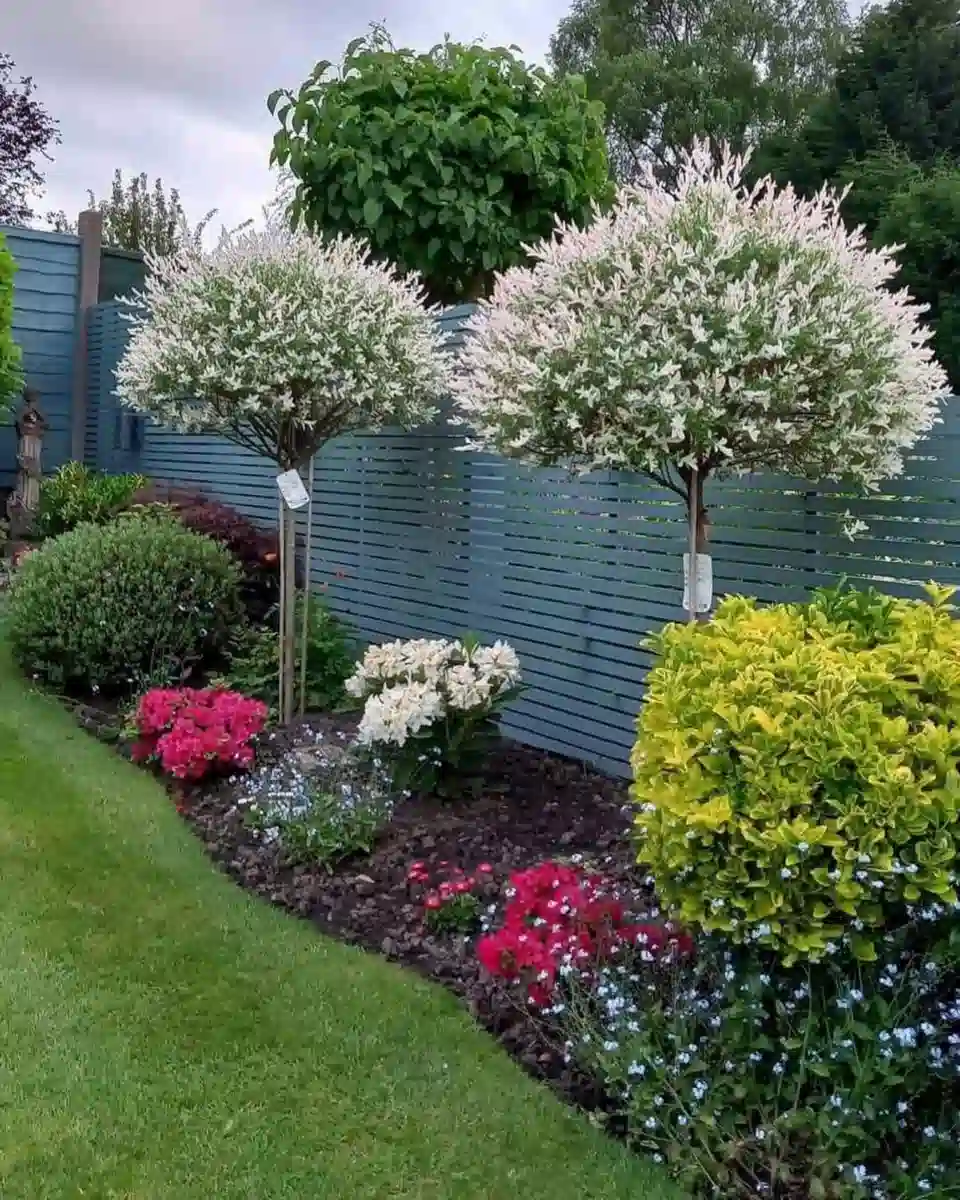 Rounded ornamental trees surrounded by flowering shrubs in a landscaped garden beside a dark fence.