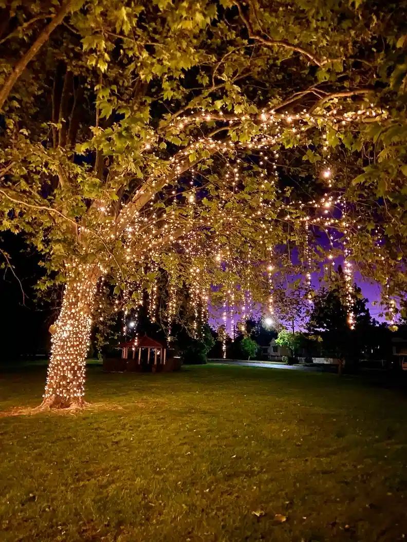 Warm outdoor string lights wrapped around a tree trunk and branches in a garden