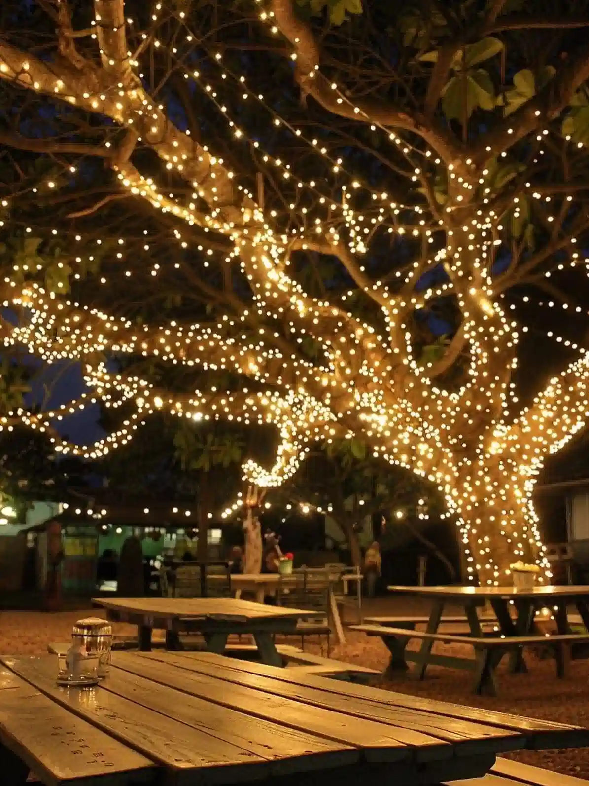 Outdoor string lights hanging through tree branches above a wooden picnic table