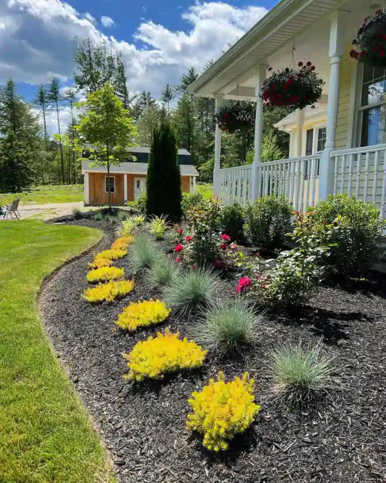 Bright yellow flowers planted in clusters along a driveway beside dark mulch and green lawn.