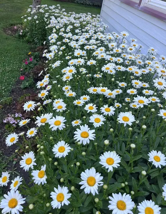 Front house flower bed densely planted with white daisies and green foliage