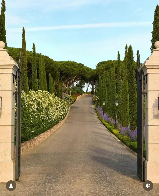 Long driveway lined with tall narrow evergreen trees leading toward a house